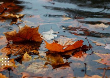 Прогноз погоди: 22 листопада Київщину заллє дощем