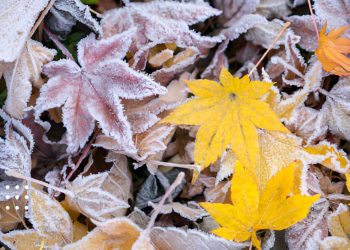 осінь мороз