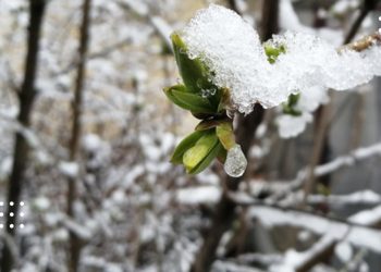 Вночі по Київщині очікується дощ з мокрим снігом: прогноз погоди на 24 листопада