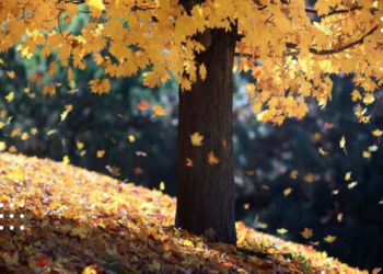 Синоптики розповіли, яким буде 6 листопада на Київщині: прогноз погоди