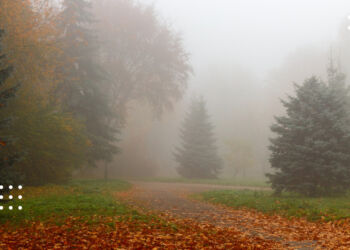 Прогноз погоди: синоптики розповіли, що Київщину 7 листопада вкриє туманом