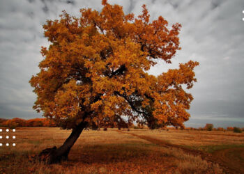 Погода на Київщині 8 листопада: у гідрометцентрі зробили прогноз