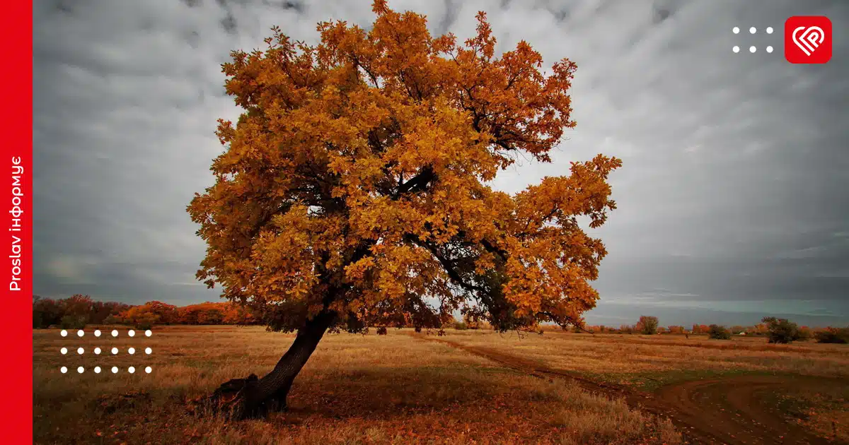 Погода на Київщині 8 листопада: у гідрометцентрі зробили прогноз