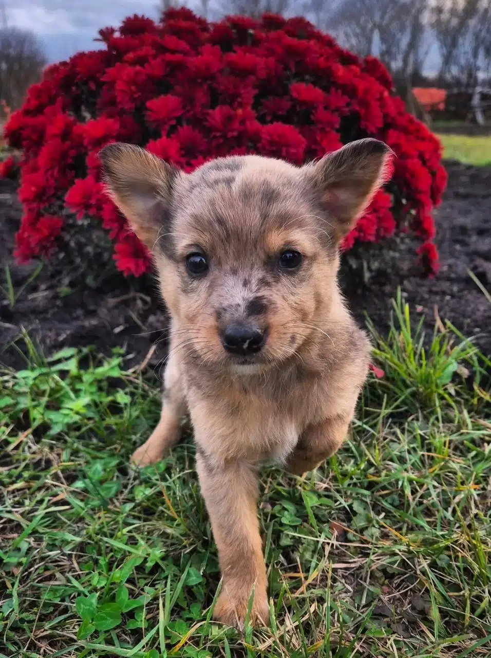 переяслав цуценя го "у добрі руки"