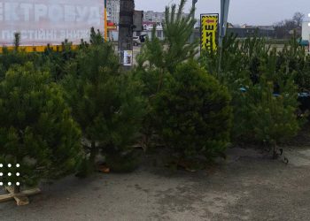 ялинки ціни