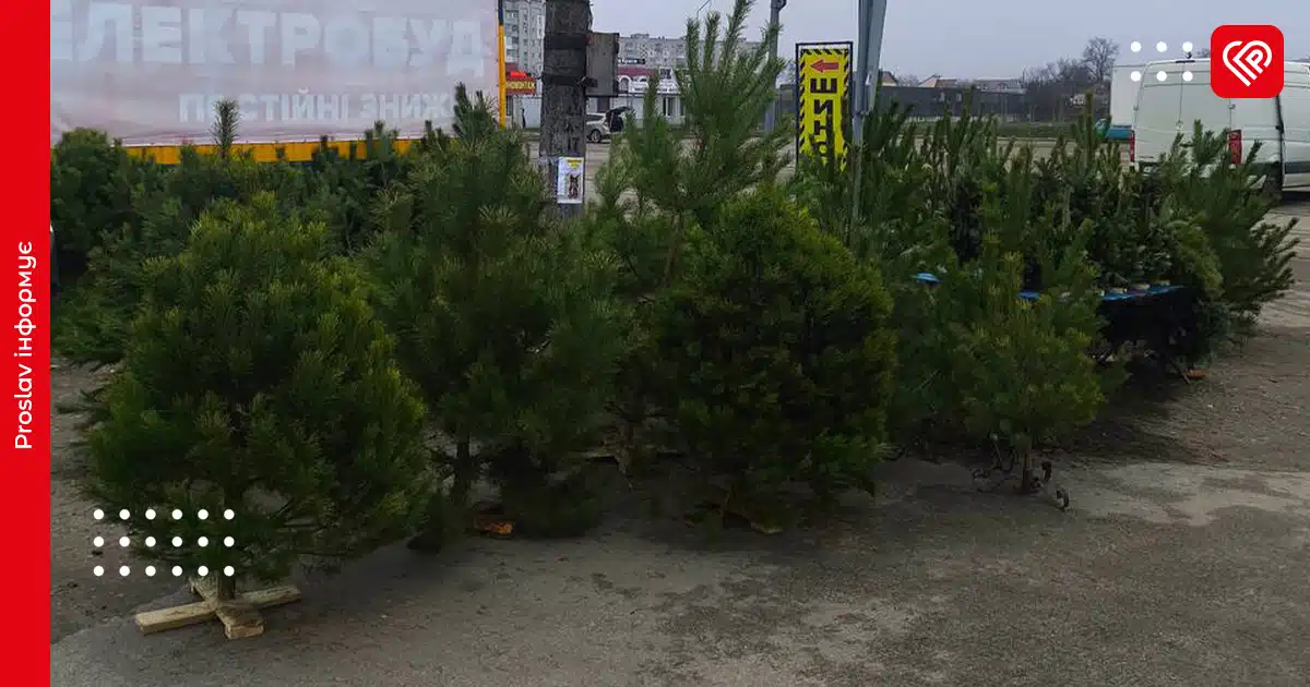 ялинки ціни