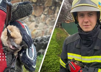 переяслав кажан