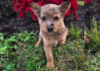 переяслав цуценя го "у добрі руки"