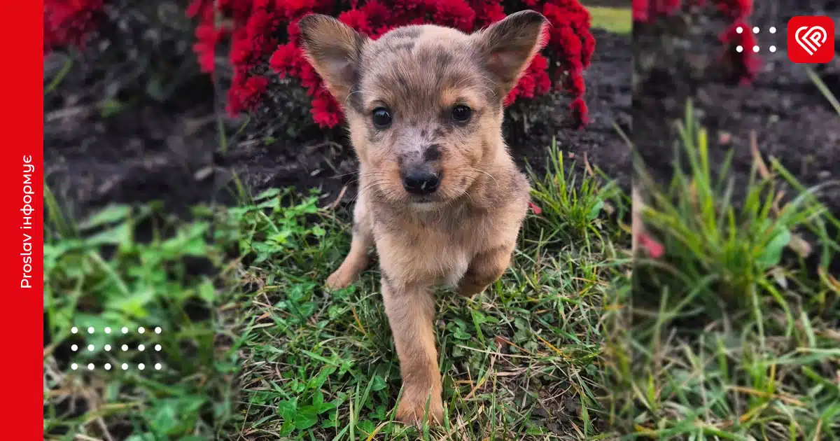 переяслав цуценя го "у добрі руки"