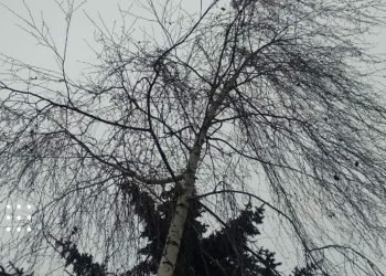 погода прогноз