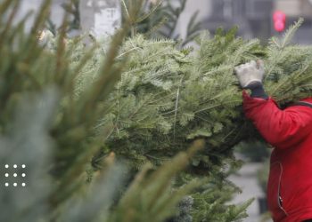 штрафи за незаконну вирубку ялинок