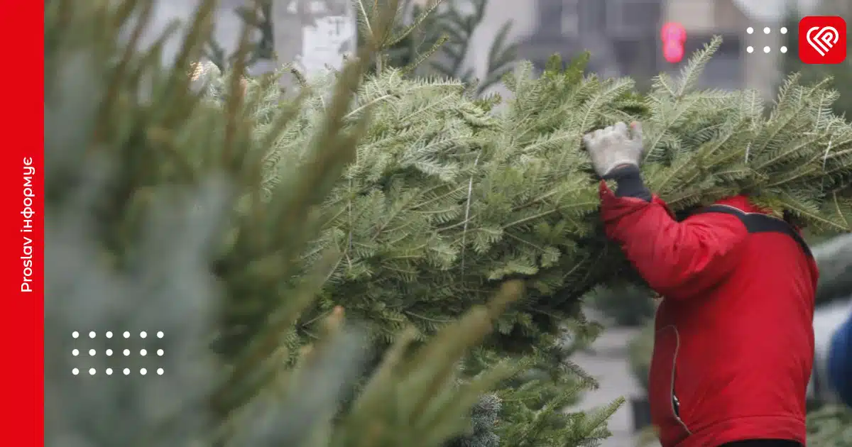 штрафи за незаконну вирубку ялинок