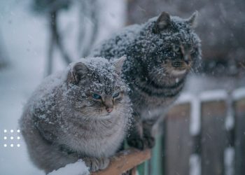 прогноз погода зима холод мороз