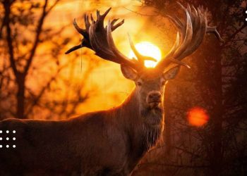 браконьєр застрелив оленя