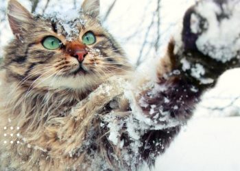 сніг зима прогноз погоди