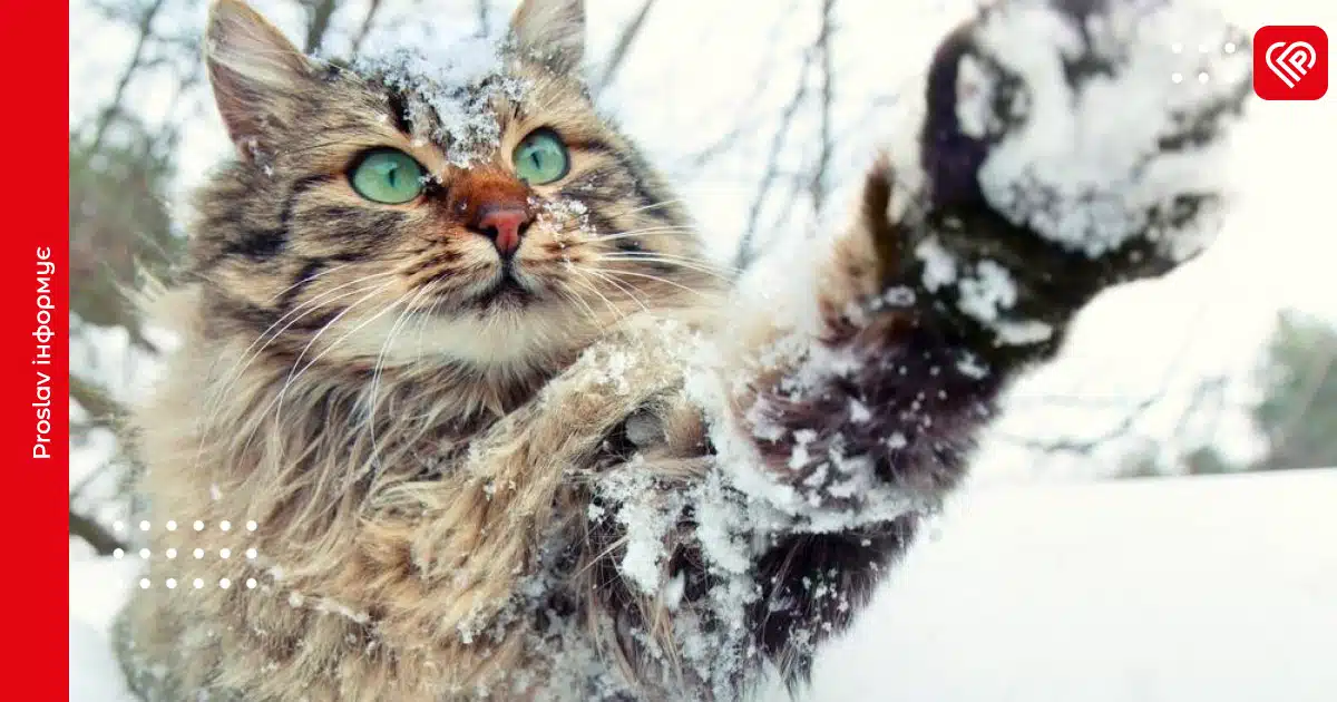 сніг зима прогноз погоди