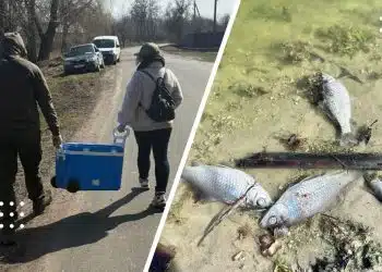 загибель риби Альта