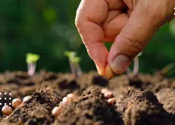 посівний календар квітень