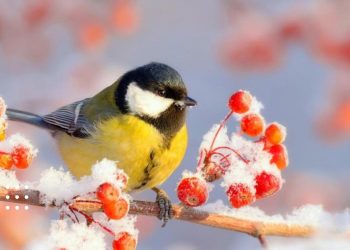 прогноз погоди весна