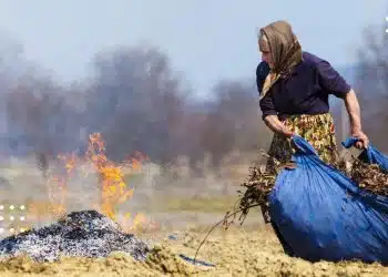 штраф за спалювання сухостою