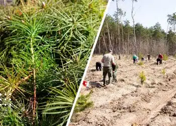 кп ліси переяславщини