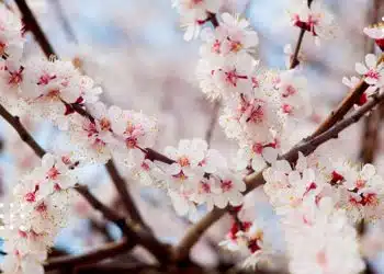 прогноз весна квітень заморозки