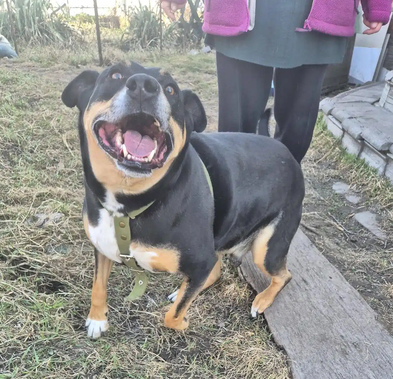 го у добрі руки переяслав