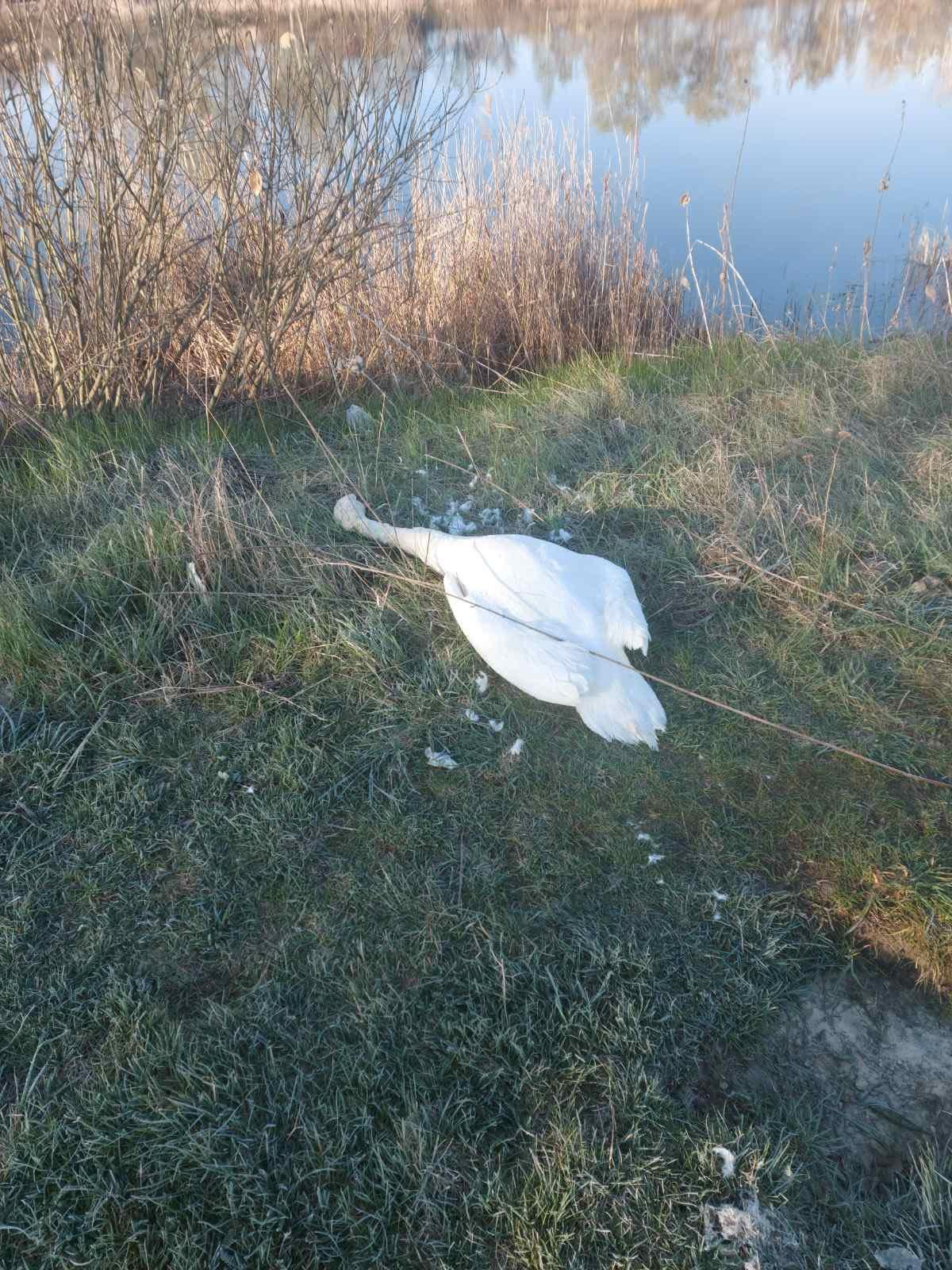 у переяславі вбили лебедя