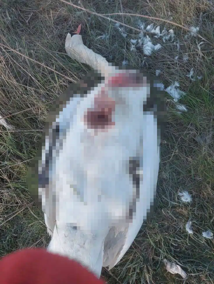 у переяславі вбили лебедя