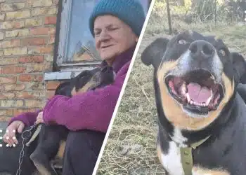 го у добрі руки переяслав