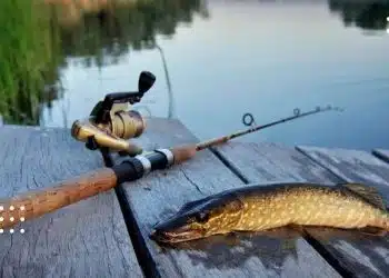 нерестова заборона київська область