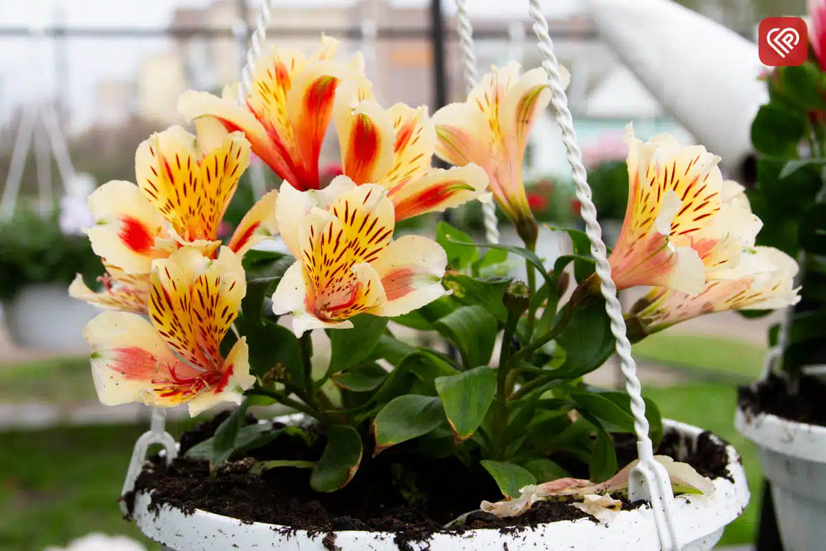 магазин «Садівник» у Переяславі