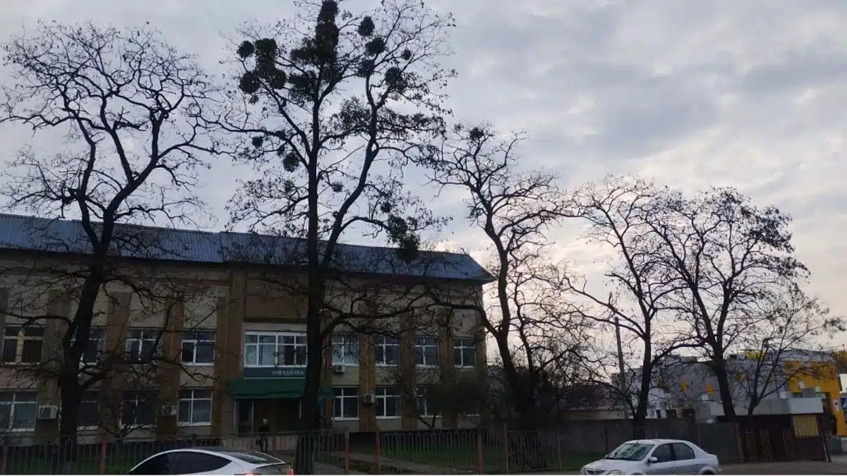 переяслав видалення дерев