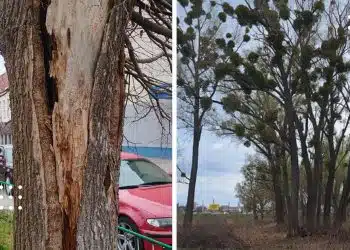 переяслав видалення дерев