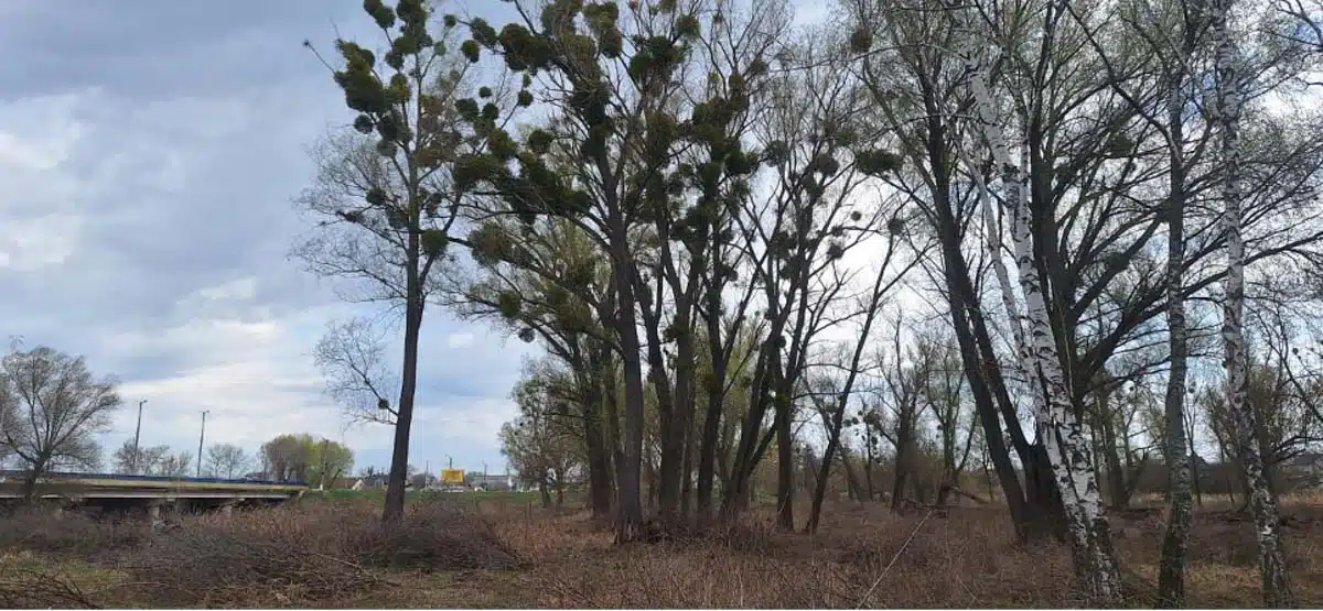 переяслав видалення дерев