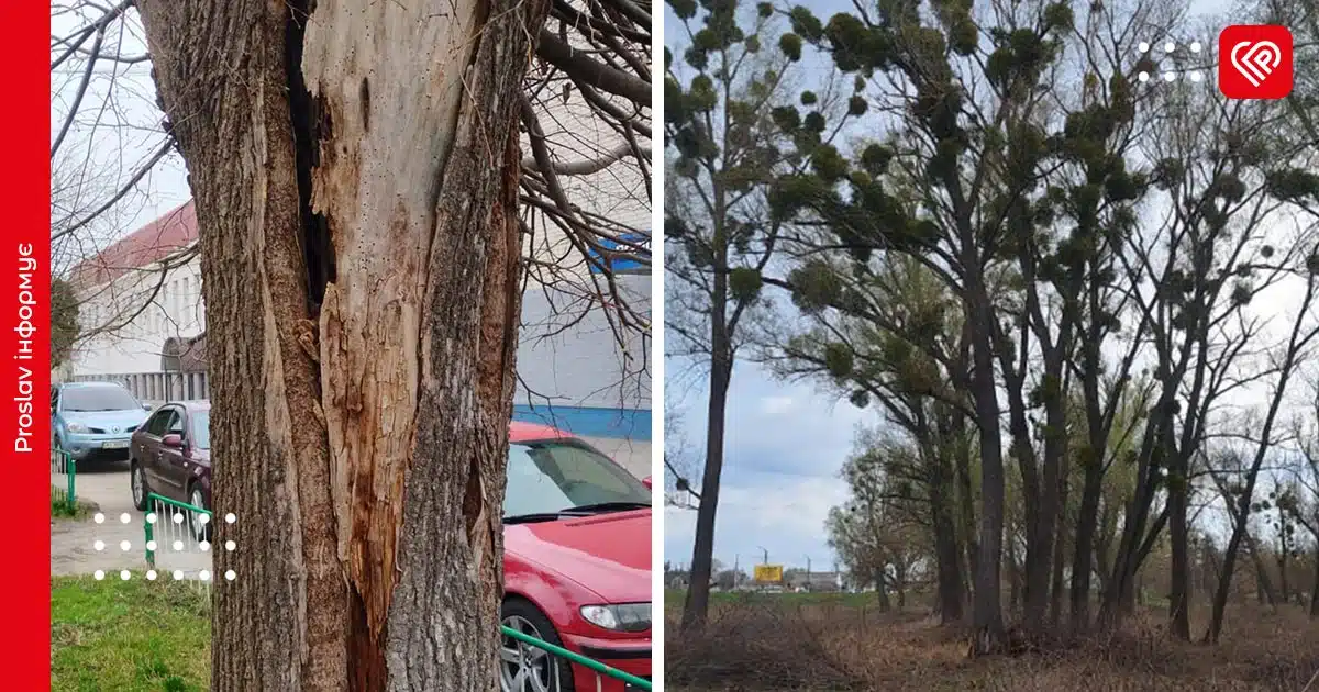 переяслав видалення дерев