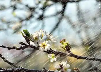 прогноз погоди дощ