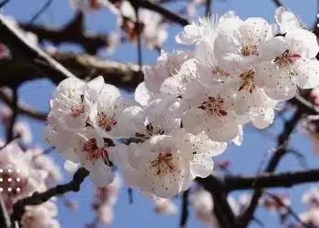 прогноз погоди цвіт абрикос