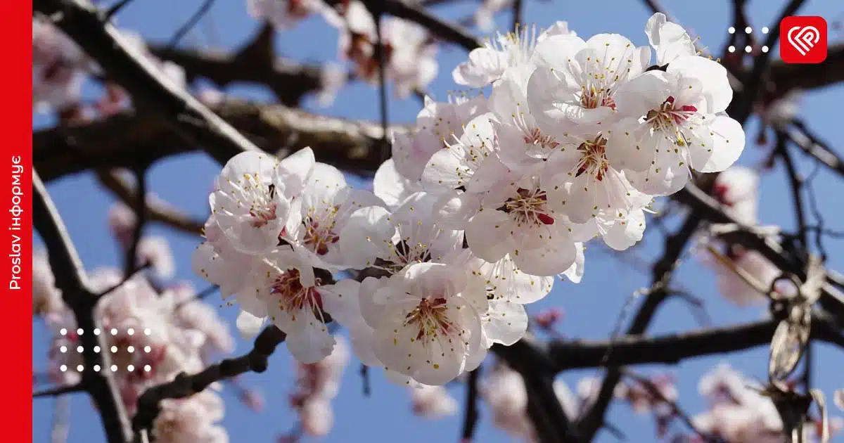 прогноз погоди цвіт абрикос