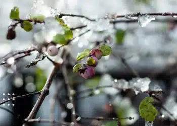 прогноз погоди заморозки