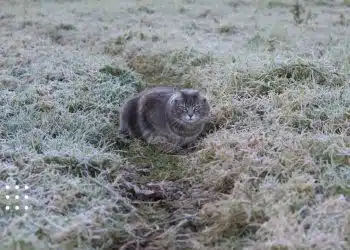 прогноз заморозки