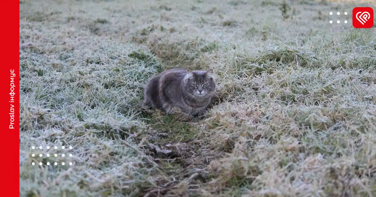 прогноз заморозки
