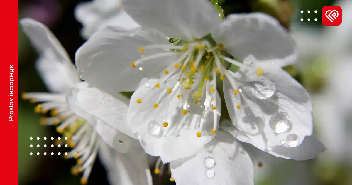 прогноз погоди