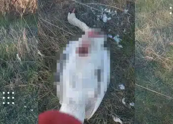 у переяславі вбили лебедя