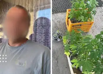 у борисполі канабіс