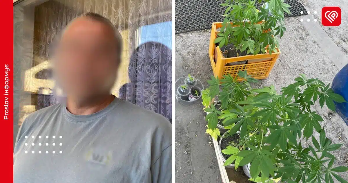 у борисполі канабіс