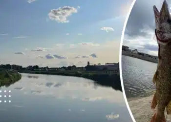 на що ловити щуку