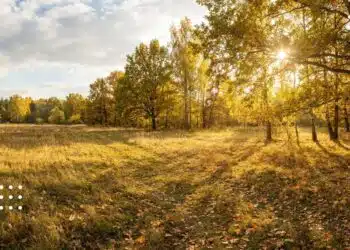 Осінній пейзаж Київщини з жовтим листям на землі, деревами та золотавим сонячним світлом через хмари в спокійний день 28