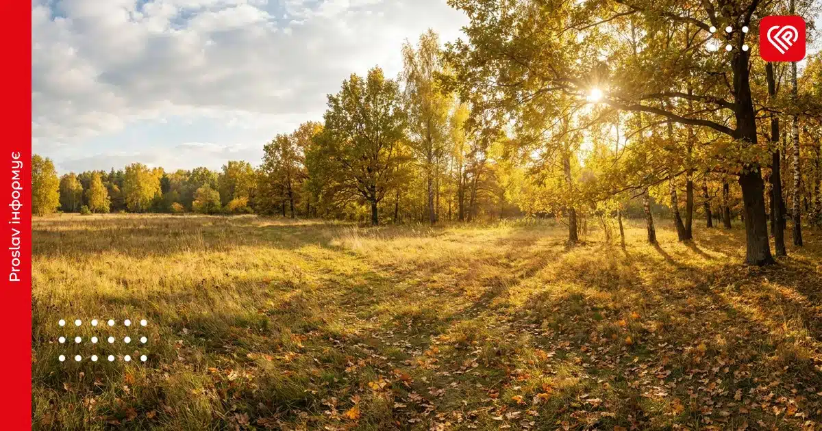 Осінній пейзаж Київщини з жовтим листям на землі, деревами та золотавим сонячним світлом через хмари в спокійний день 28
