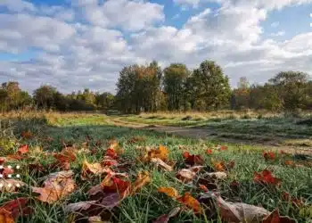 Осіння природа Київщини з опалим листям на траві, деревами та хмарним небом в сонячний день
